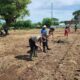 Polsek Empang Dukung Program Ketahanan Pangan Dengan Menanam Jagung Bersama Warga