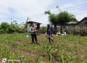 Bhabinkamtibmas Desa Hu’u Pantau Lahan Jagung untuk Dukung Ketahanan Pangan Nasional